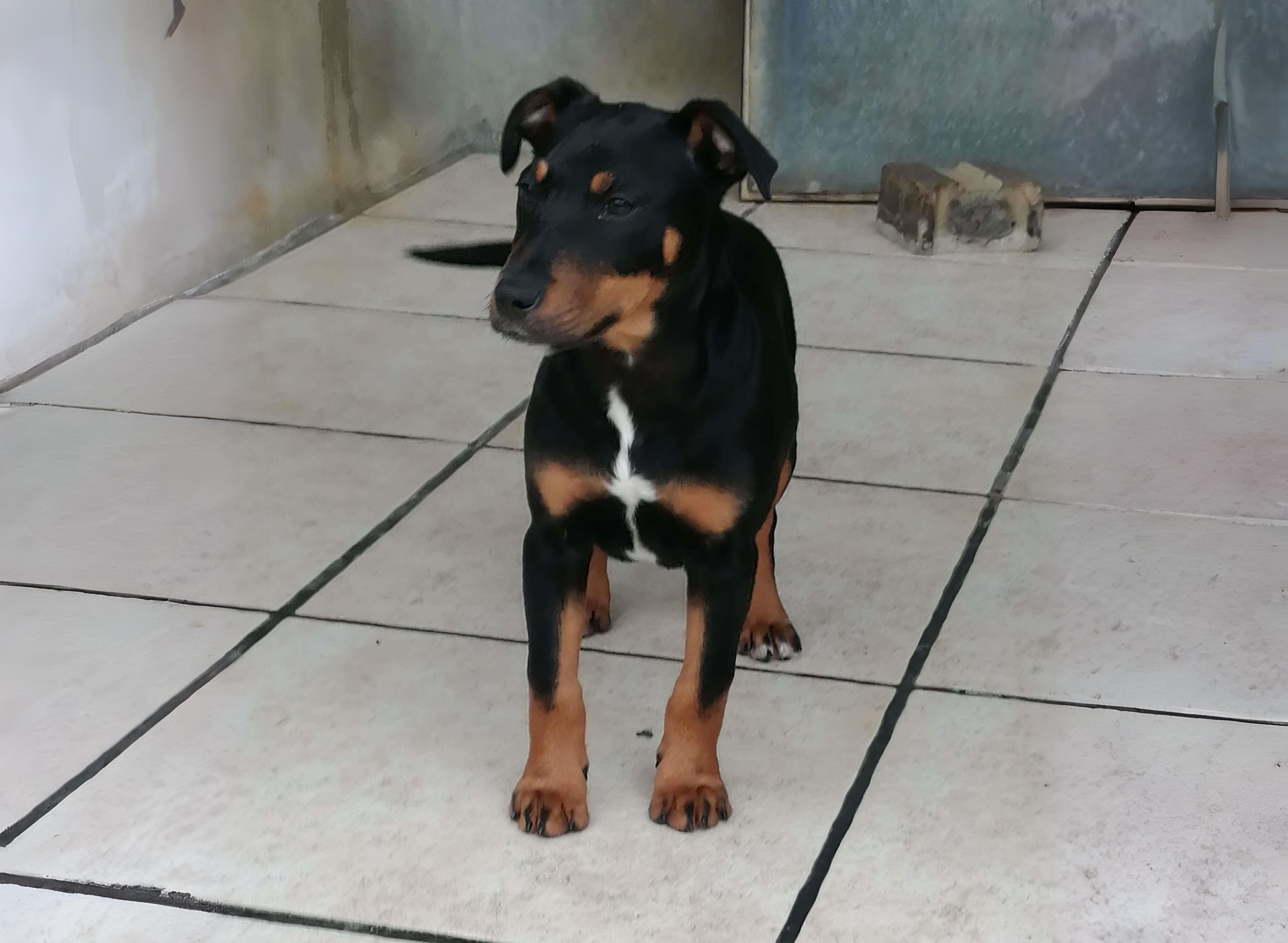 Le conseil à l’adoption Durée minimum 1h00 - 50€